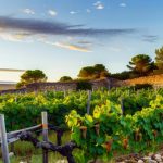 biblical symbolism of vineyards